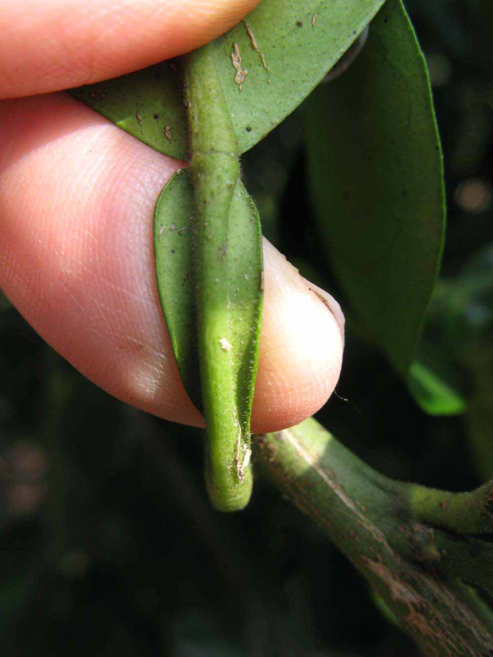              Petiole (Winter Haven, FL)            